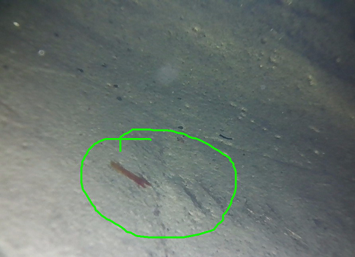 視頻內窺鏡具有哪些特點？